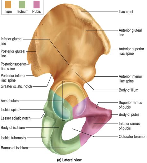 The pelvic cavity is a body cavity that is bounded by the bones of the pelvis and which primarily contains reproductive. axial and appendicular system review lab - Anatomy ...