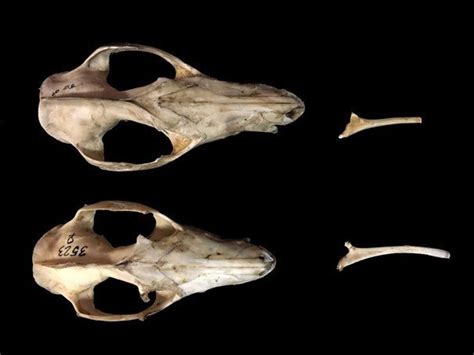 Skull Length Relative To Epipubic Bone Length In Adult Virginia Opossum