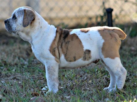 Old English Bulldog Puppies For Sale Winter Park Fl 260298