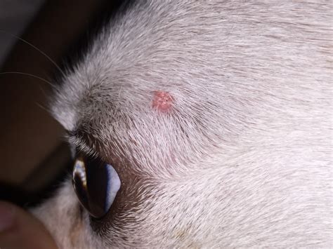 My Dog Has A Red Wart Type Growth On Her Head Above Her Eye Its