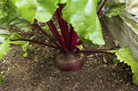 Detail on watering freshly planted green seedling, drops falling from sprinkle can. Beet Feeding Instructions - When And How To Apply Beet ...