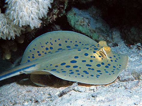 Chondrichthyes Go Marine Biology