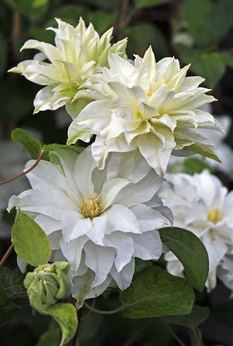 What is the best plant food for clematis. Madame Maria Clematis | Flowering vines, Clematis flower ...
