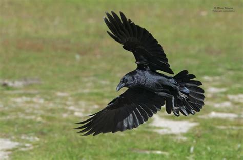 Seperti yang kita ketahui bahwa burung elang merupakan simbol perlindungan dengan bentuk tubuh besar. Daftar Harga Burung Gagak Terbaru Juli 2018