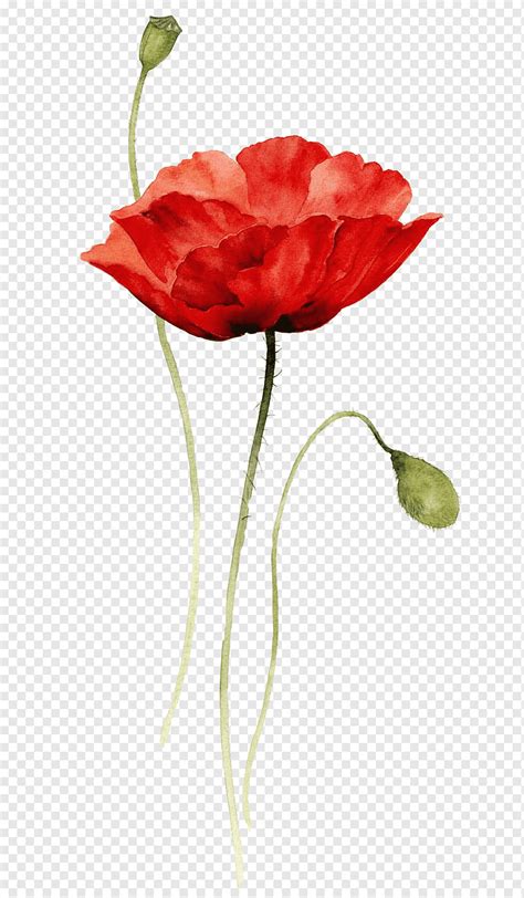 Red Flower Illustration Poppies Watercolor Painting Paper Drawing