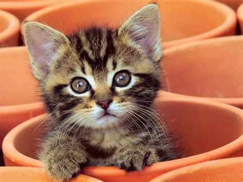 🔥 76 Baby Kitten Wallpaper Wallpapersafari