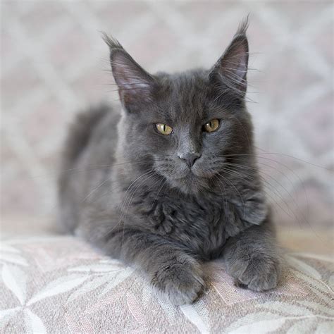 The maine coon cat is one of the largest domesticated breeds of felines. 17 Best images about Maine Coon - Blue Solid on Pinterest ...