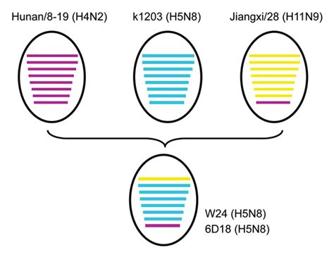 It should be noted that human infection with a(h5n6) of related clade 2.3.4.4 has already occurred. Figure 2 - Novel Reassortant Influenza A(H5N8) Viruses in ...