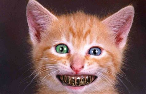 83 best For the ♥ of Gold Teeth images on Pinterest | Girl ...