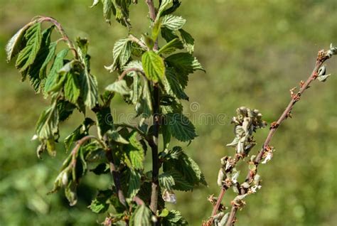 Diseases Of The Cherry Treecherry Fungal Disease Moniliosis Or