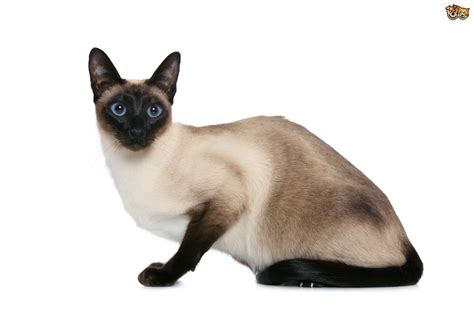 The siamese is an affectionate cat and requires her parent to be as dedicated to her as she is to her parent. Siamese Cat Breed | Facts, Highlights & Buying Advice ...