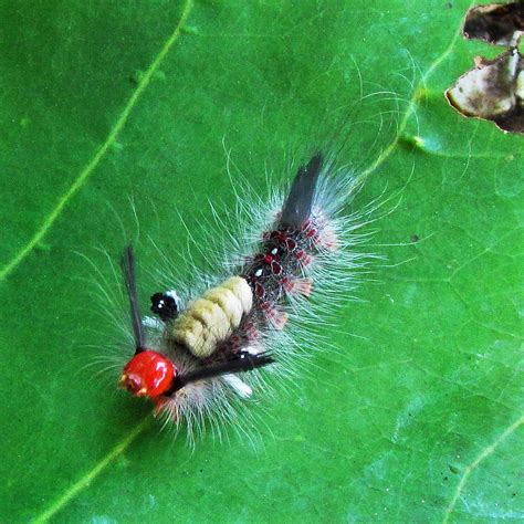 Tussock Moth Caterpillar A Tussock Moth Caterpillar Katon Flickr