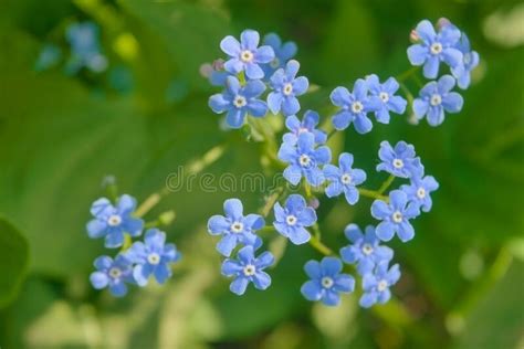 Spring Blue Forget Me Nots Flowers Blue Flowers Forget Me Not Latin