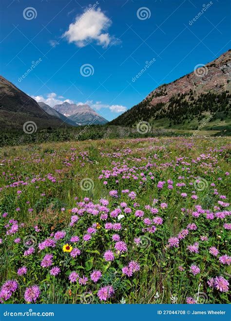 Purple Mountain Flowers Stock Photo Image Of Beautiful 27044708