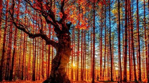 Sunrays Passing Through Trunk Of Red Leafed Autumn Trees 4k Hd Nature