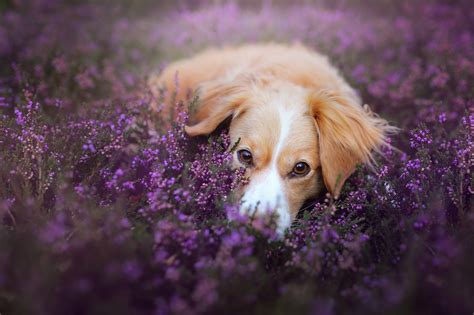 Dog Animals Depth Of Field Flowers Purple Flowers Wallpapers Hd
