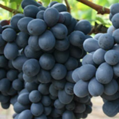 Black Seedless Grapes Hexco