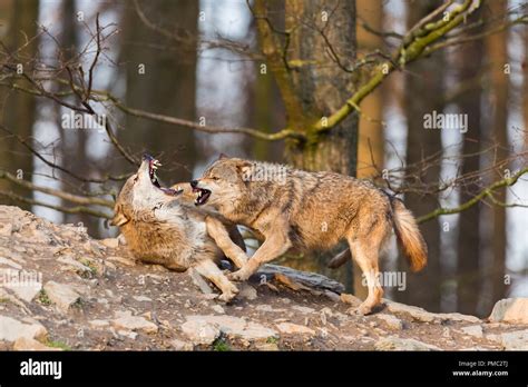 Gray Wolf Canis Lupus Lupus Wolves Battle In The Mating Period Stock