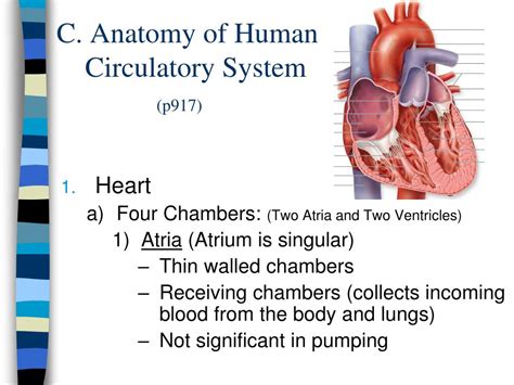 A fish's heart has four chambers. PPT - Circulatory System PowerPoint Presentation, free ...