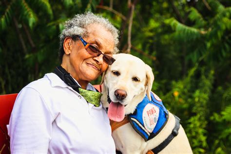 Senior Dog Care Tips All Owners Should Know A Pinch Of Thoughts