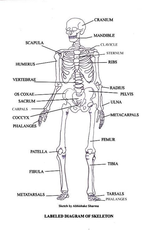 Thanks to human body printables they don't feel pressure. Free Diagrams Human Body | children heart diagram to label ...