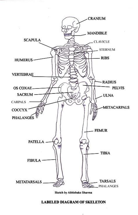 The game bones of the skeleton is available in the following languages: Free Diagrams Human Body | children heart diagram to label ...