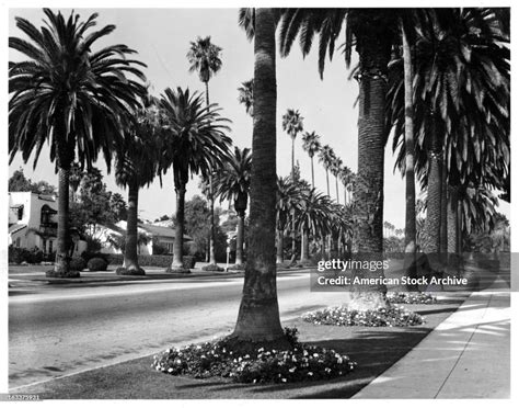 Palm Tree Lined Street In Beverly Hills California 1955 News Photo