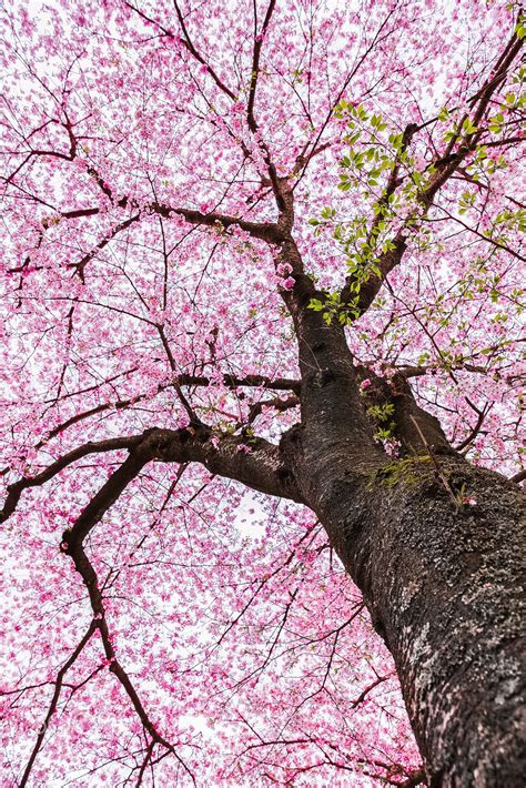 Maybe you would like to learn more about one of these? Sakura tree - | Sakura tree, Sakura trees, Sakura aesthetic