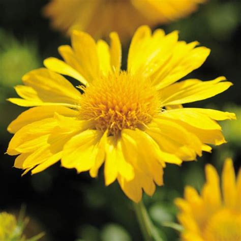 Ptarmica at their weddings and called the plant seven years' love. Blanket Flower - Our Plants - Kaw Valley Greenhouses