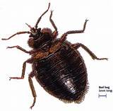Chemicals Used To Get Rid Of Bed Bugs Images