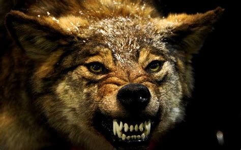Wolf liegt grau ruhig blick. Angry Wolf Wallpapers HD - Wallpaper Cave