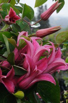 August 1997 verkündeten die massenmedien, daß es sich hier nur um einen gewöhnlichen autounfall gehandelt habe. Clematis Prinzessin Diana - Texensis X 8ft. Sommer ...