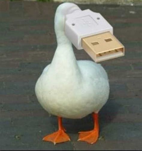 Pin By Mia On The Sin Bin Aka My Sense Of Humour Duck Pictures