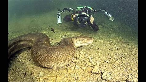 Biggest Snake Found Underwater Youtube