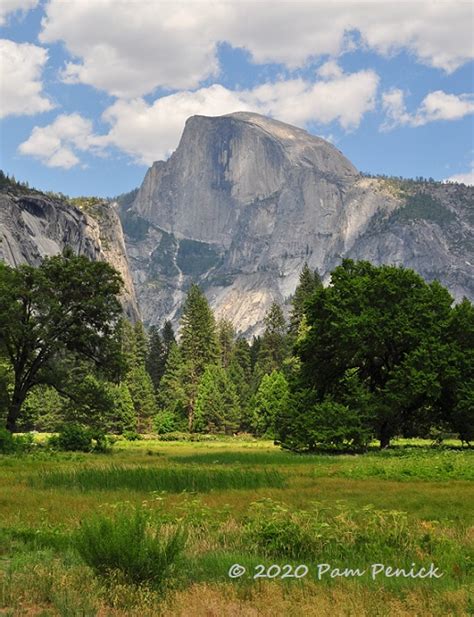 Wildflowers And Wildlife In Yosemite Meadow Laptrinhx News