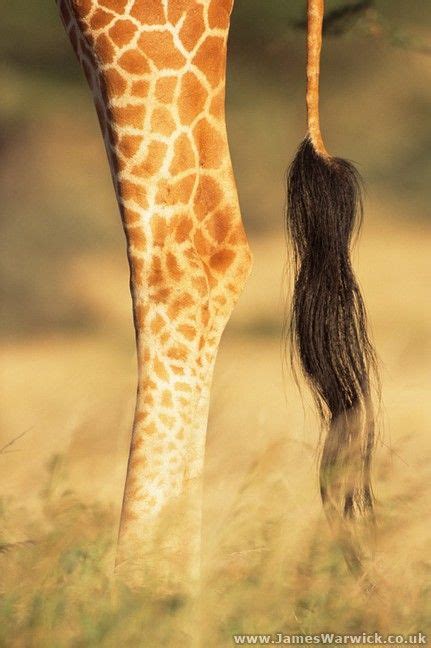 Reticulated Giraffe Legs And Tail Samburubuffalo Springs Photos