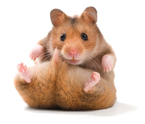 All About Syrian Hamsters Hamster Breeds Funny Animal Pictures
