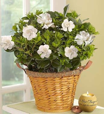 Do you know someone who recently lost their furry best friend? Pet Sympathy Gifts | Pet Loss Flowers | 1800Flowers.com