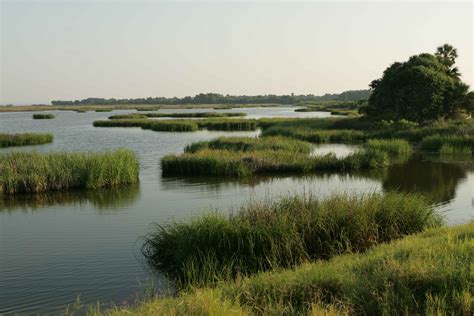 Free Picture Pristine Marshland