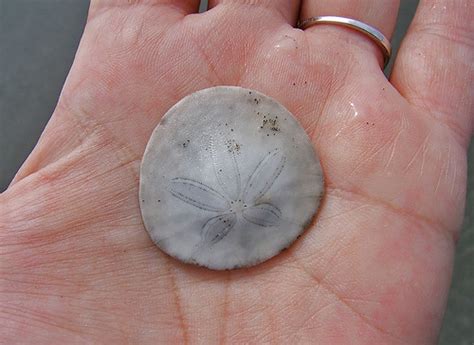 Baby Sand Dollar This Was The Smallest One I Found Oce Flickr