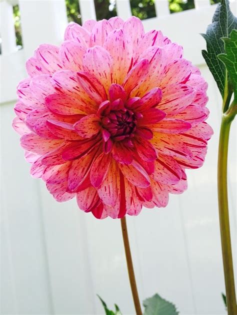 Flower & gifts by renee proudly serves the dearborn area. Pin by Renee Schroll on Dahlias | Dahlia, Plants