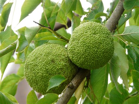 The jackfruit will sometimes have an unpleasant smell. green round fruit free image | Peakpx