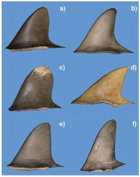 10 Examples Of Fin Tip Location On The Dorsal Fins Of Shark Species