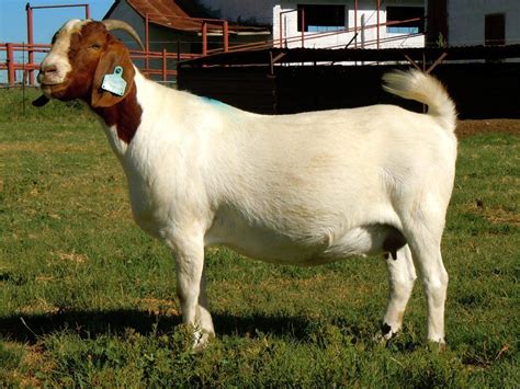 Boer Goat Breeds List
