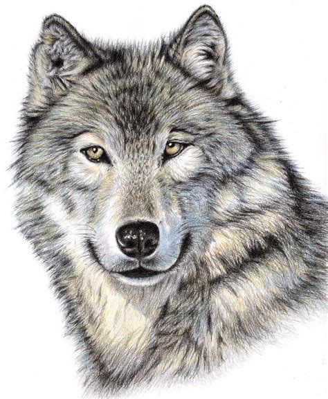 The Wolf Loup Dessin Peinture De Loup Et Modèle De Tatouage Loup
