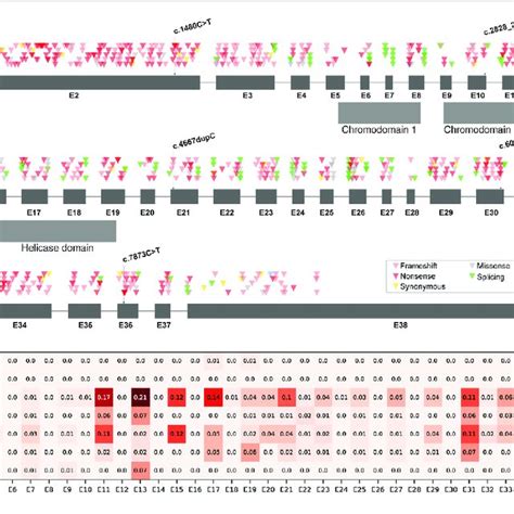 Mutations Distribution Of Chd7 A Pathogenic And Likely Pathogenic