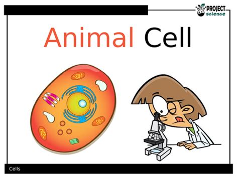 Animal Cell Powerpoint Teaching Resources