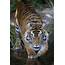 Animal Planet Celebrates Indias National Tiger