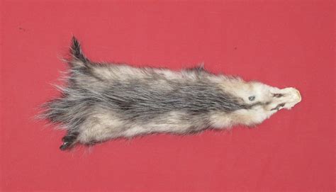 Tanned Furs Opossum 7220 0744