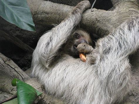 Sloth Eating In The Rainforest Tulsa Zoo Angela Severn Flickr